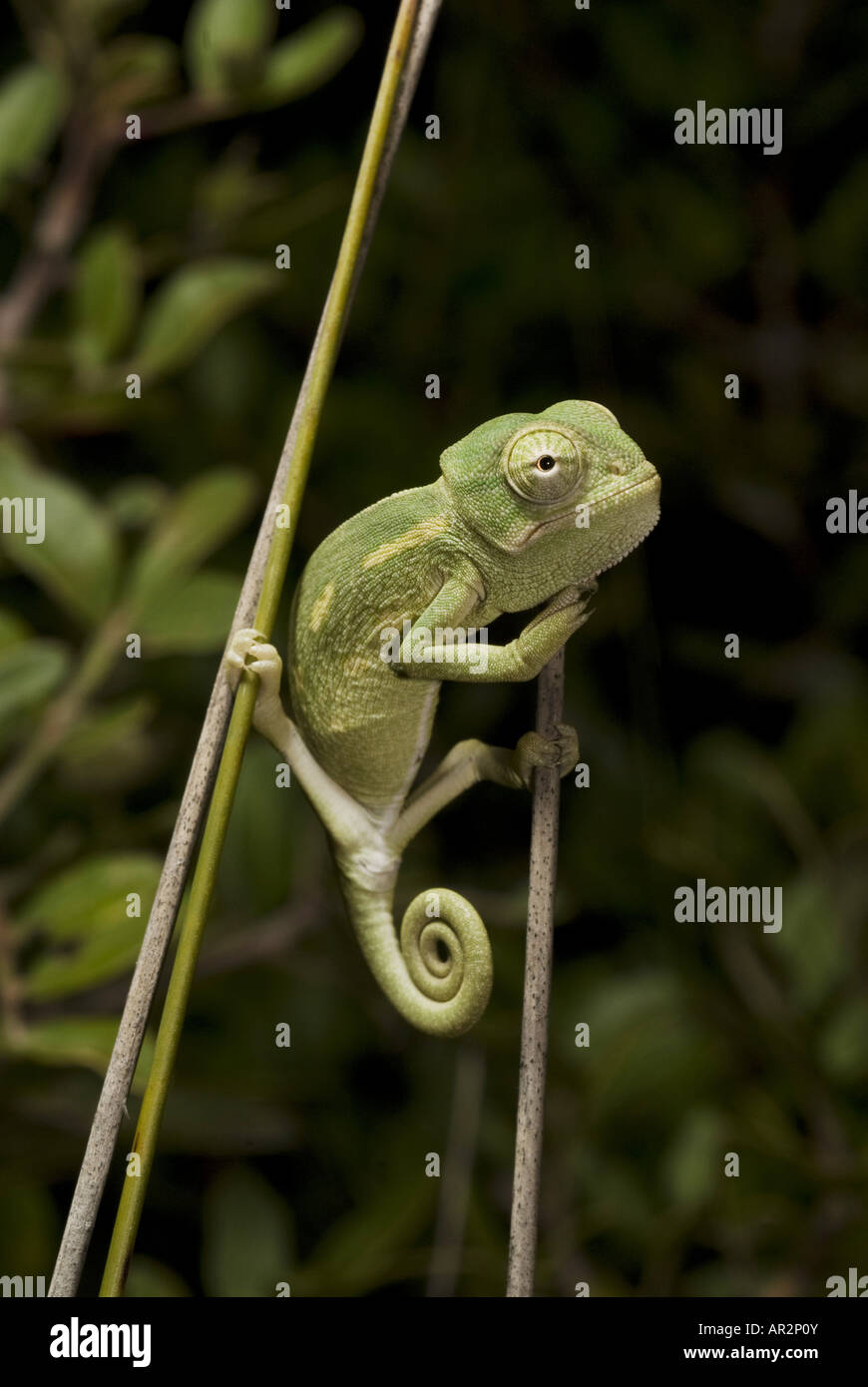 African chameleon (Chamaeleo africanus), juvenile, Greece, Peloponnes