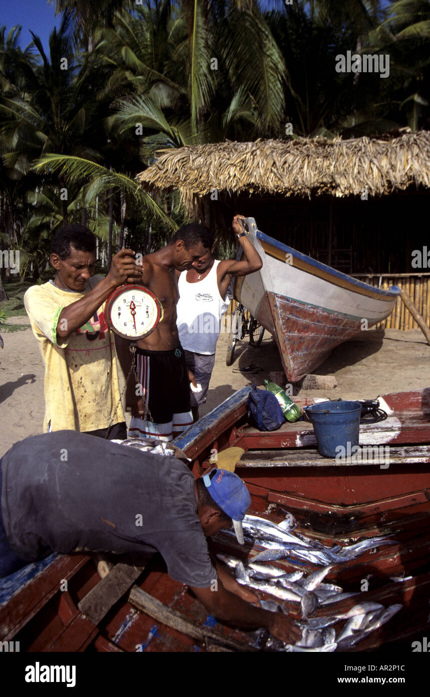 Weighing fresh catch on Playa Medina Beach, Paria Peninsula, Venezuela, South America. Stock Photo