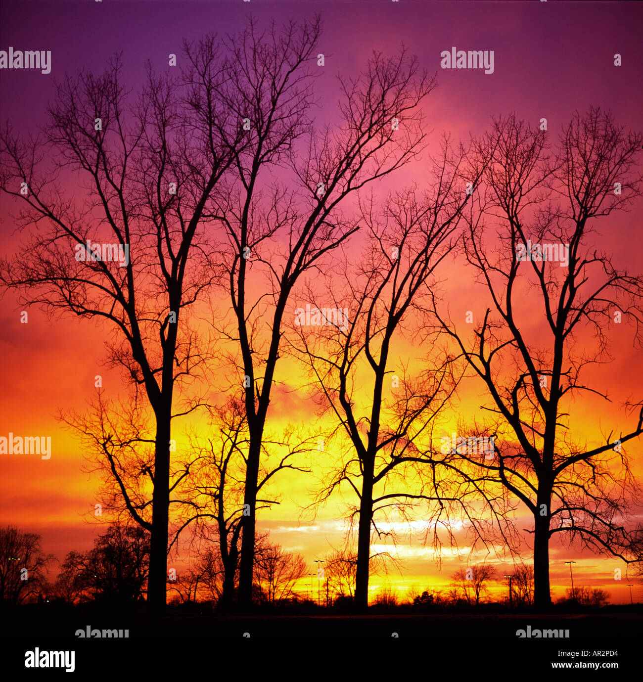 Treeview Sunset Trees in the Sunset Stock Photo - Alamy