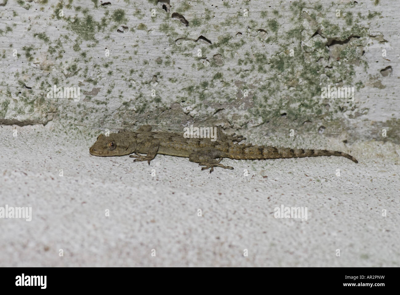 Kotschy's gecko (Mediodactylus kotschyi, Cyrtodactylus kotschyi), indoors, Greece, Peloponnes, Messinien, Pylos Stock Photo