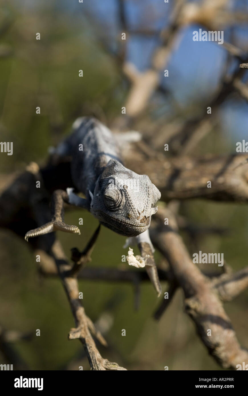African chameleon (Chamaeleo africanus), malting, Greece, Peloponnes, Messinien Stock Photo