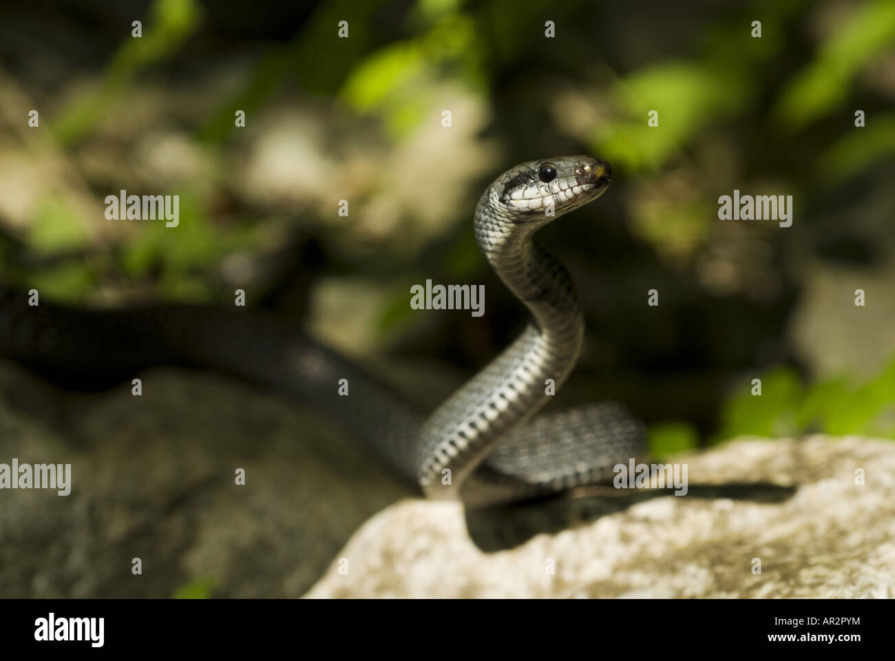 Aesculapian snake (Elaphe longissima), gray individual, Greece, Thessalien, Platamonas Stock Photo
