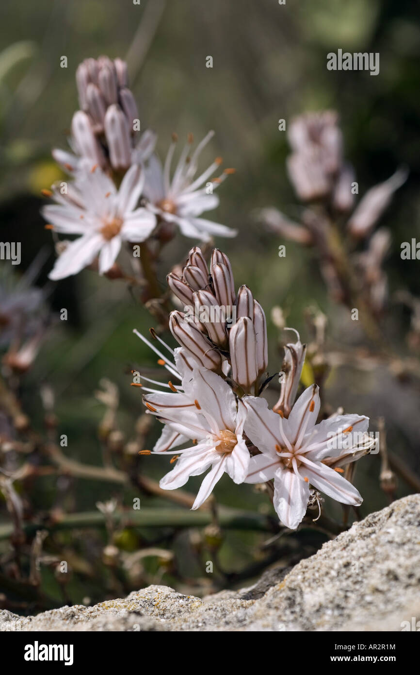summer asphodel, common asphodel, tall asphodel (Asphodelus aestivus, Asphodelus microcarpus), blooming, Greece, Krpathos Stock Photo