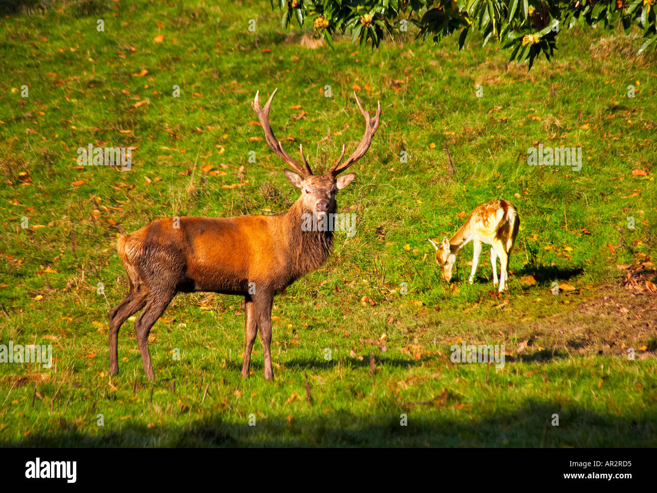 Stag at rut Studley Royal deer park Fountains Abbey Ripon North