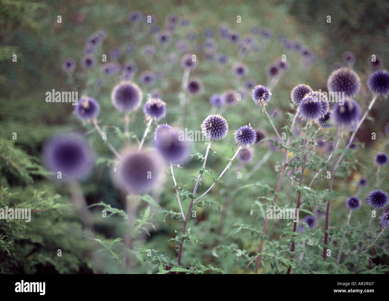 Purple wild flowers in field Stock Photo - Alamy