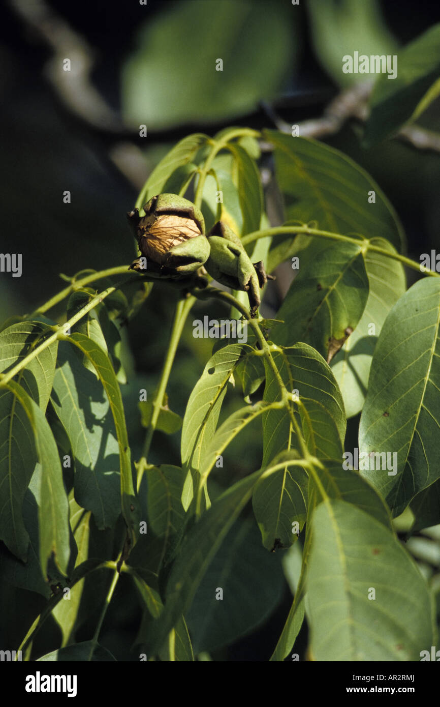 walnut (Juglans regia), branch with opening cupule, Germany Stock Photo