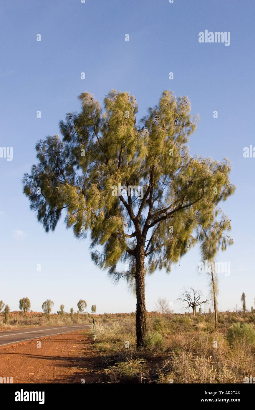 A young Desert Oak tree Stock Photo