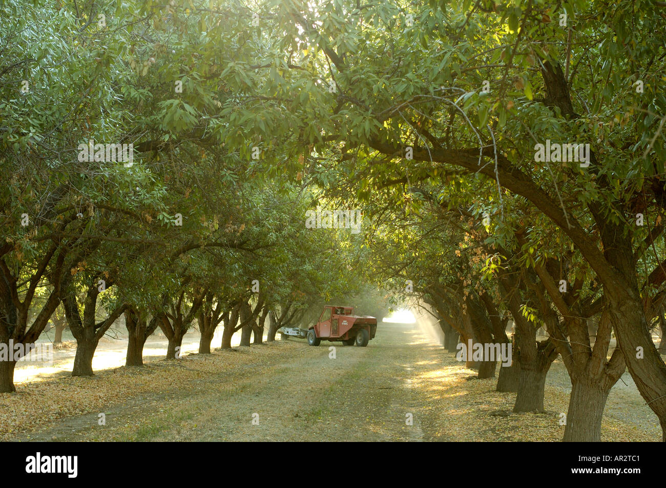 Almond Trees Ready For Harvest Stock Photo Alamy