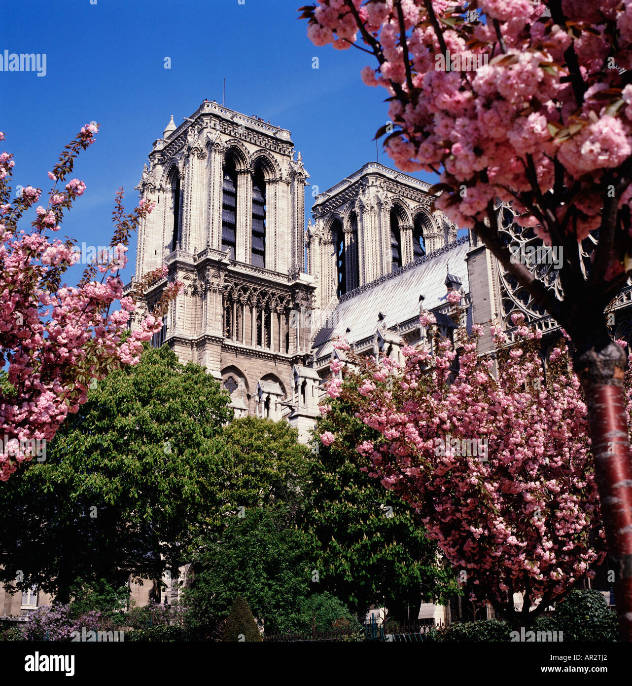 Springtime in Paris, Notre Dame Cathedral with pink cherry blossom ...