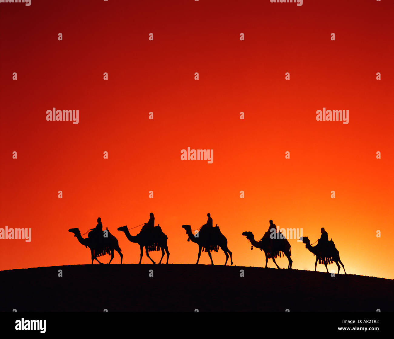 Camel train at sunset, Egypt, North Africa, Sahara Desert Stock Photo