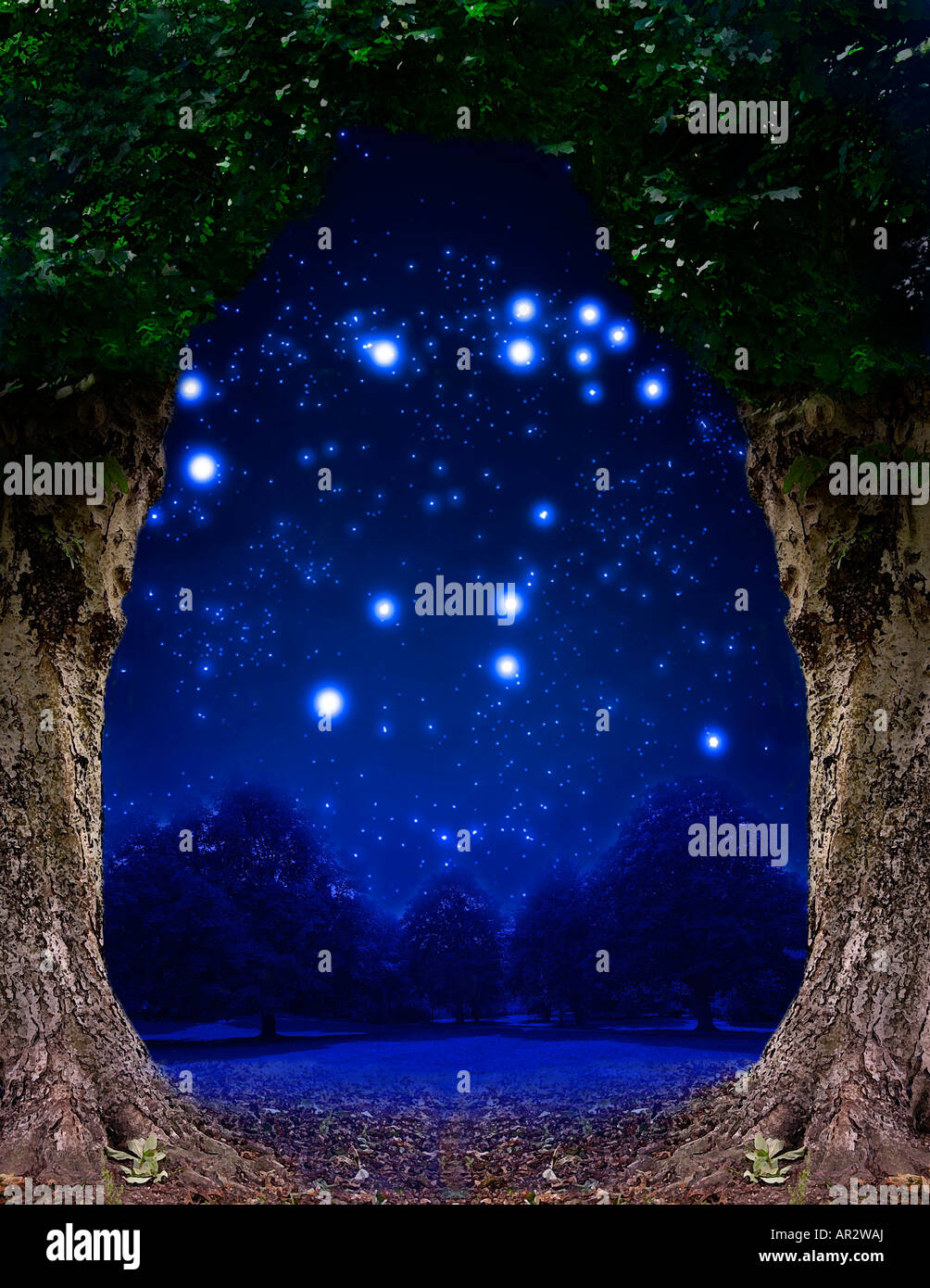 wood with starry night sky Stock Photo - Alamy