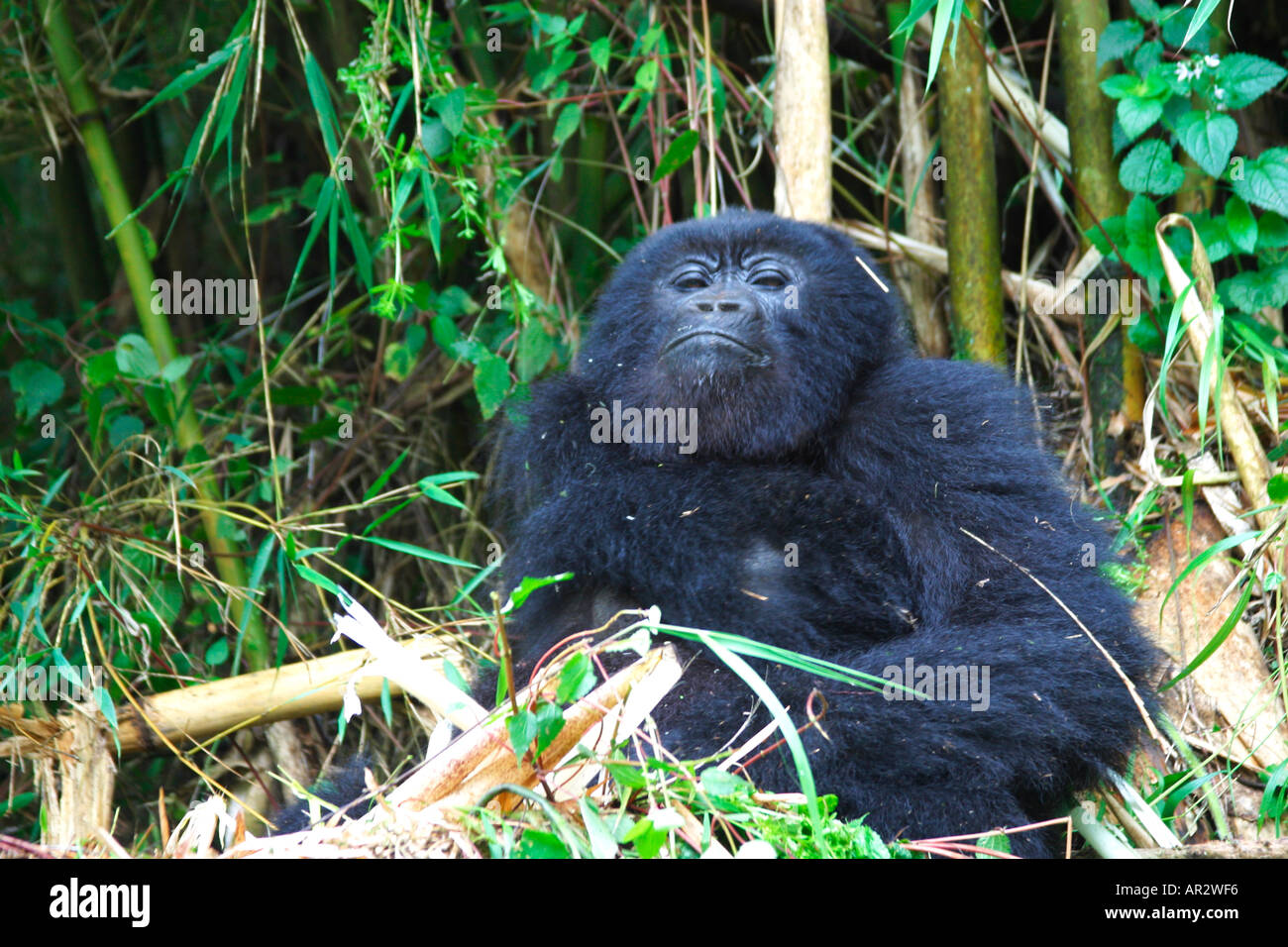 Mountain gorilla Gorilla Beringei in Parc Nationale des Volcans eating bamboo shoots Rwanda Africa Stock Photo