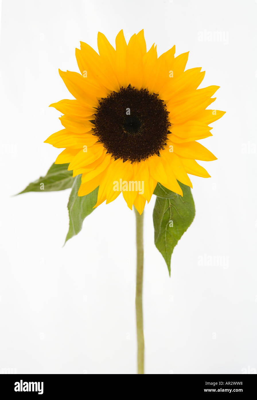 COMMON NAME Sunflower LATIN NAME Helianthus Annus Stock Photo Alamy