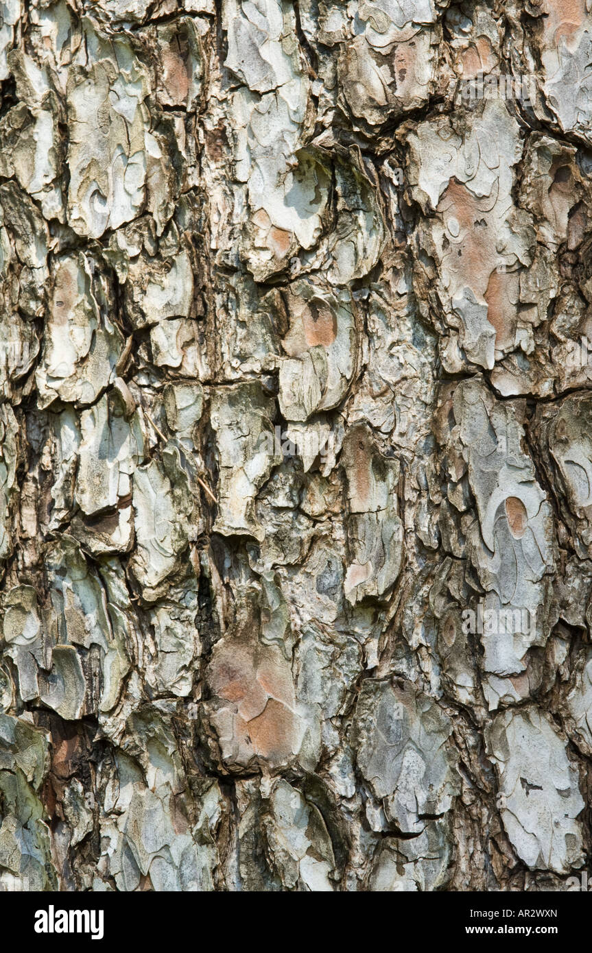 The Aleppo Pine (Pinus halepensis) close-up of the bark iKings Park Perth Western Australia September Stock Photo