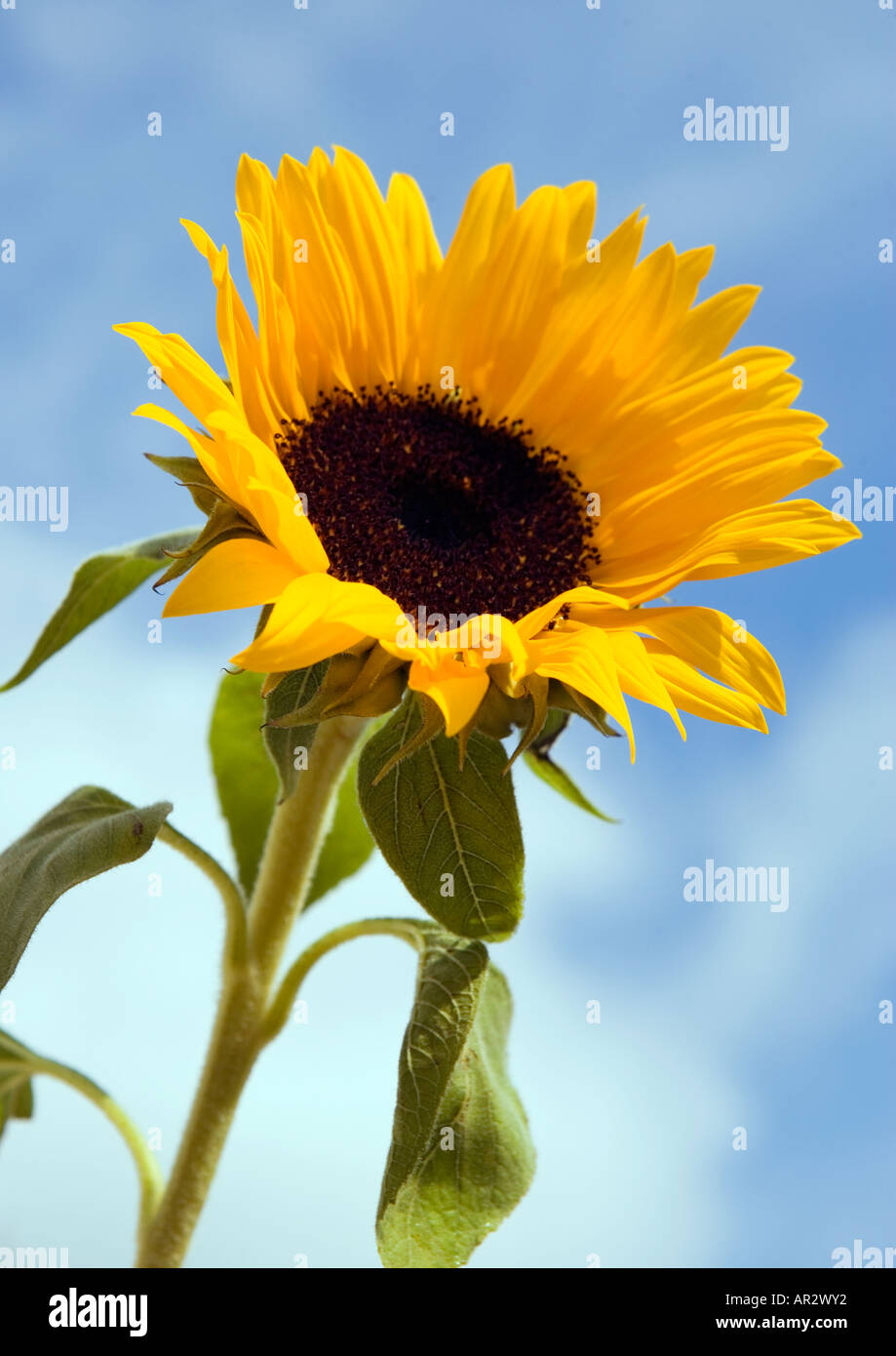 COMMON NAME Sunflower LATIN NAME Helianthus Annus Stock Photo Alamy