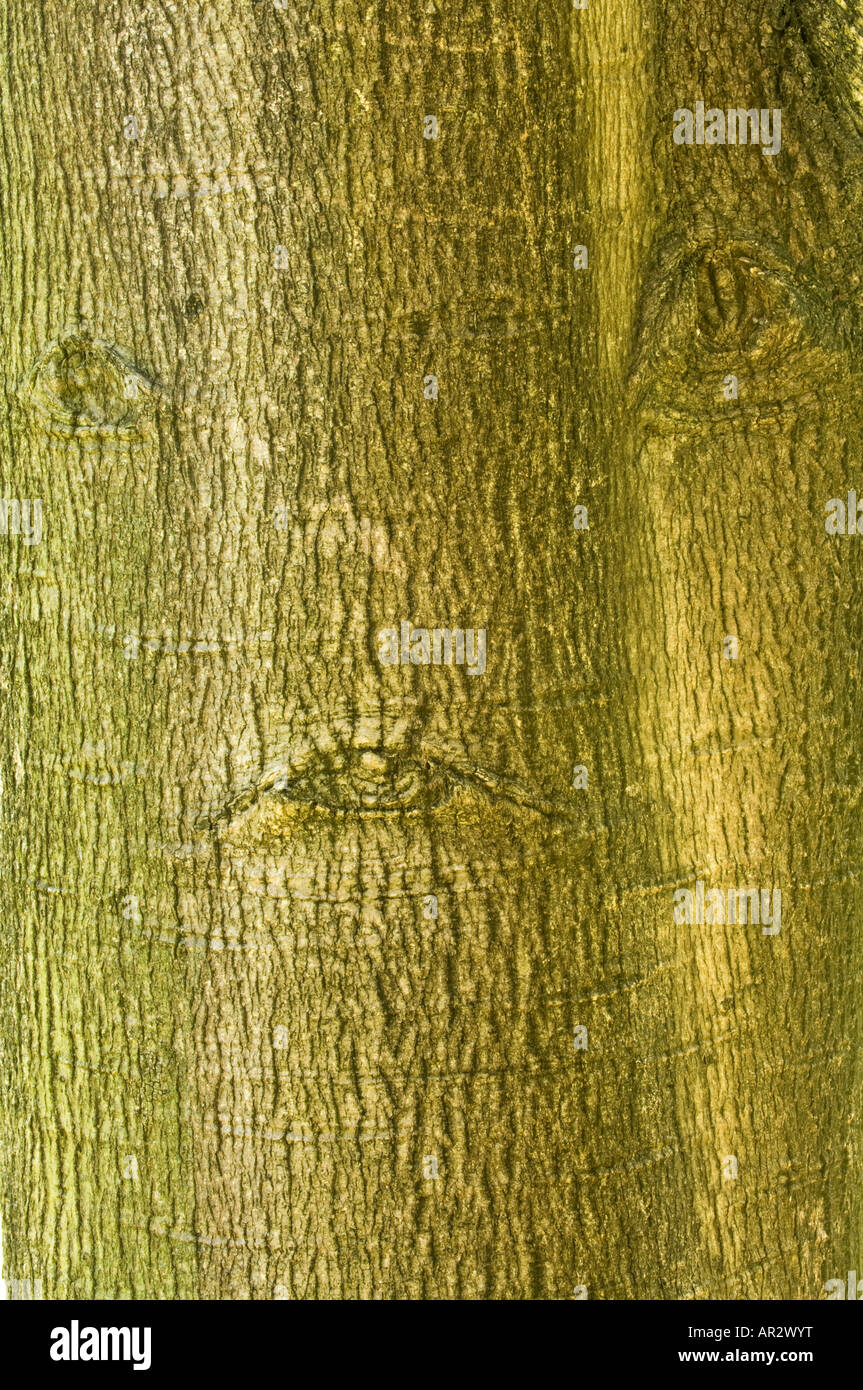 Illawarra Flame Tree Brachychiton acerifolius close up of the bark native to tropical regions of east coast of Australia Stock Photo