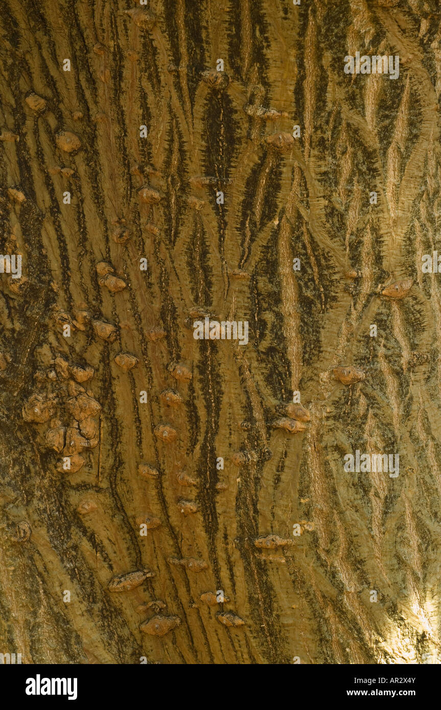 Coral Tree (Erythrina sp. possibly Erythrina lysistemon) close-up of bark, Kings Park Perth Western Australia September Stock Photo