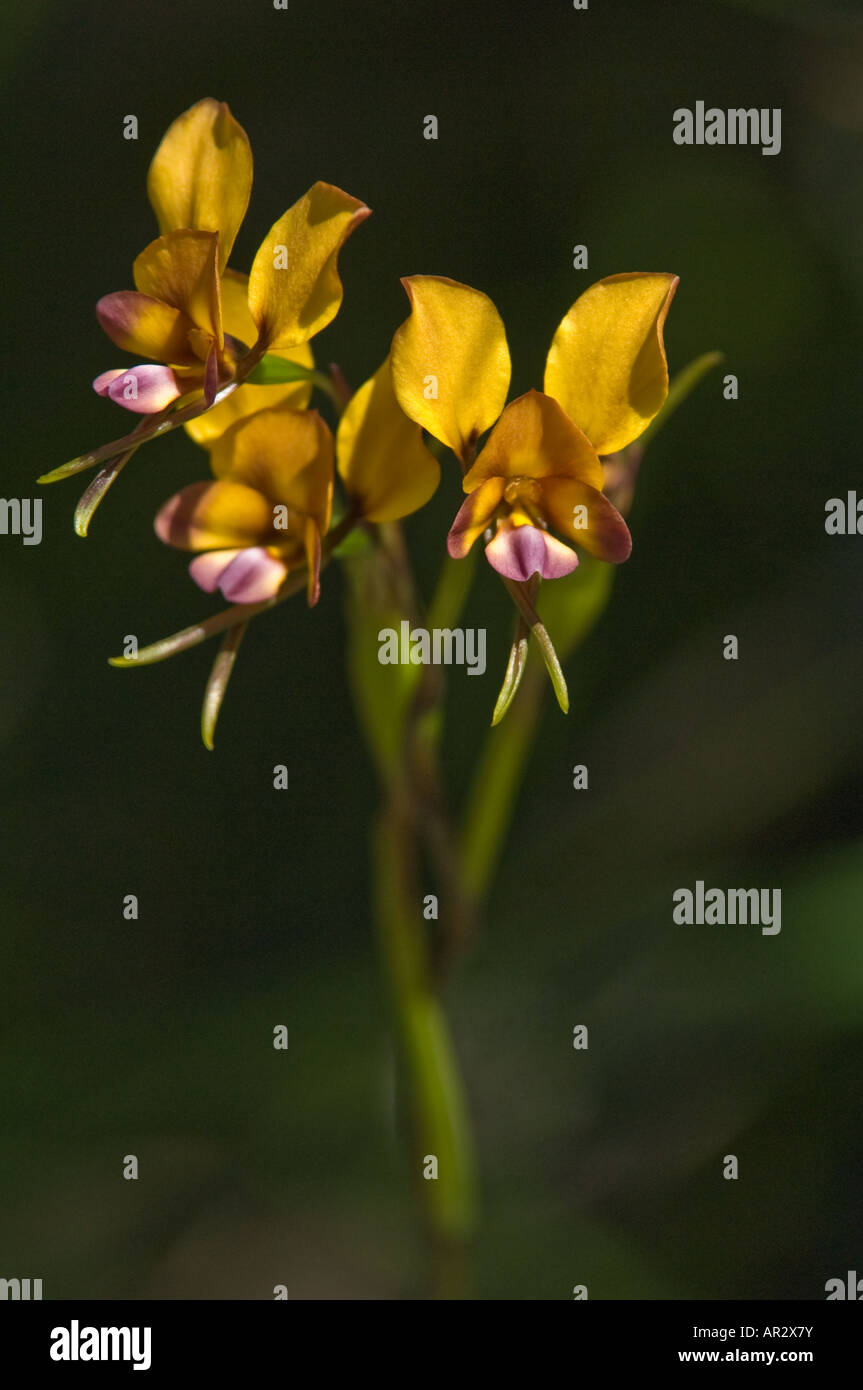 Pansy Orchid (Diuris magnifica) flowers Kings Park Perth Western Australia September Stock Photo