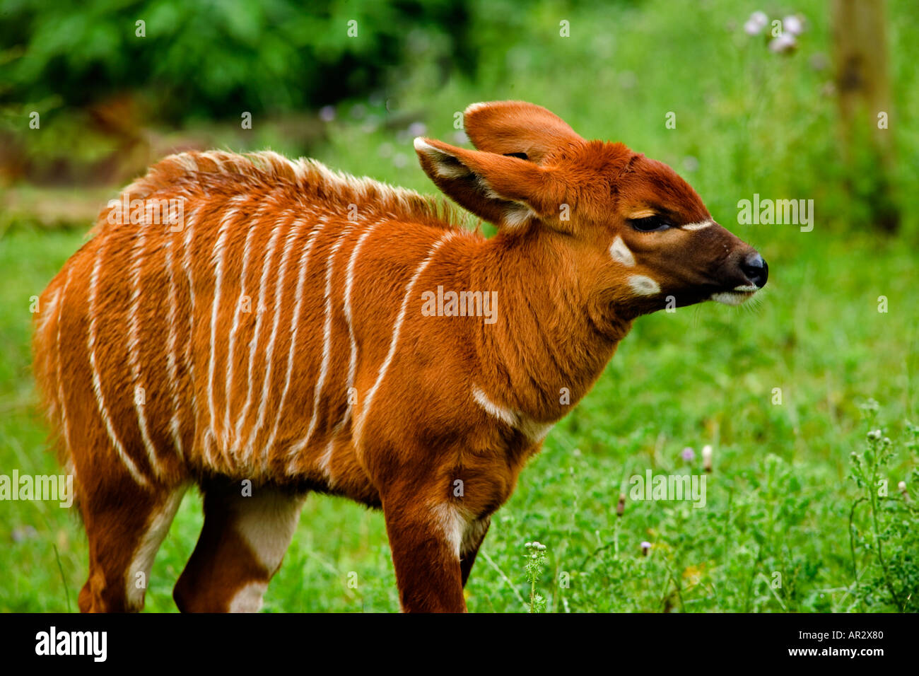 East African Bongo (Tragelaphus eurycerus isaaci) calf Stock Photo - Alamy