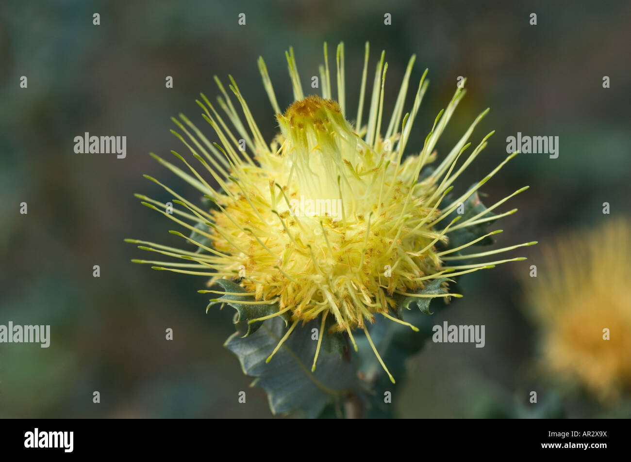 Urchin Dryandra (Banksia undata perviously Dryandra praemorsa) flowers Bungendore Woodland Perth Western Australia September Stock Photo