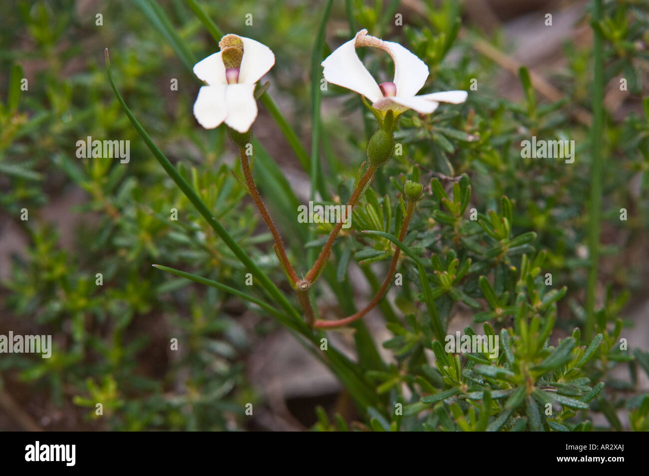 Cow Kicks (Stylidium schoenoides) flowers Bungendore Woodland Perth Western Australia September Stock Photo
