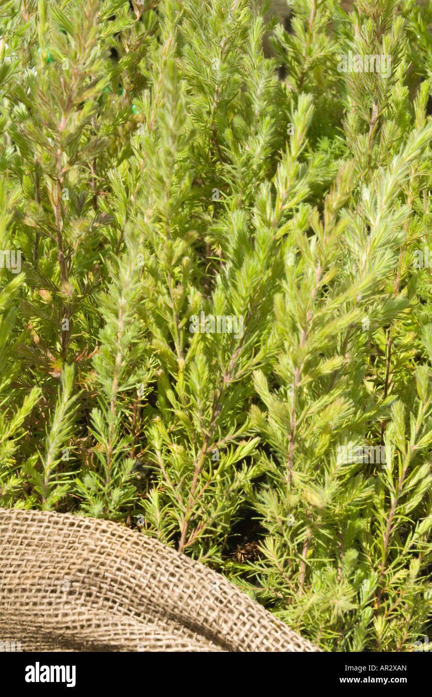Spearwood (Kunzea ericifolia) rooted cuttings Perth Royal Show Western Australia September Stock Photo