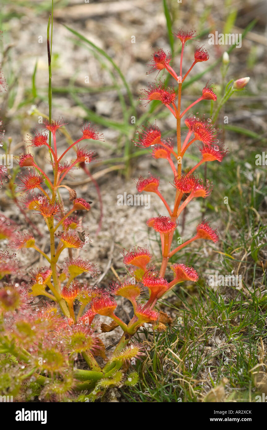 Drosera menziesii insectivorous leaves Wambyn near York Western Australia September Stock Photo