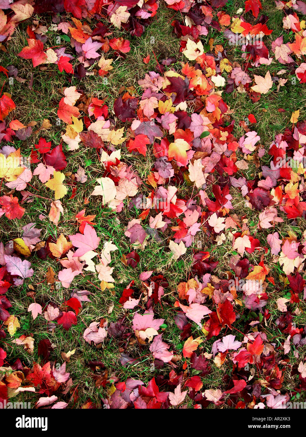 COMMON NAME Autumn Leaves Stock Photo Alamy