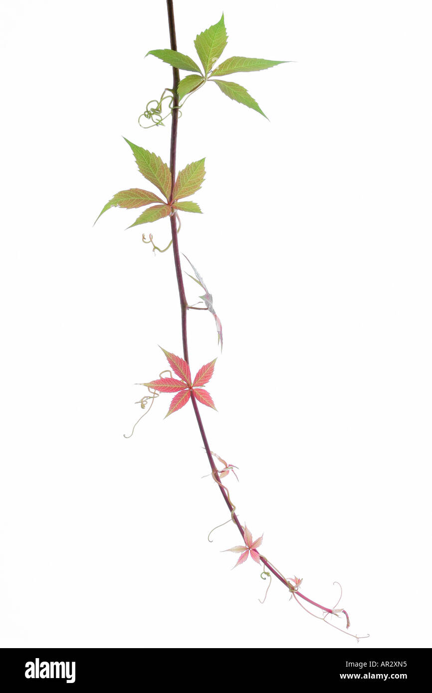 Virginia Creeper with a white background Stock Photo - Alamy