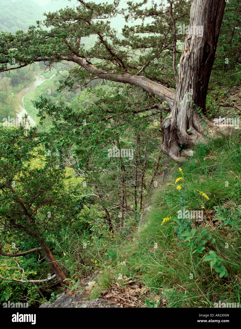 cedar tree on bluff above Big Paint Creek, Yellow River State Forest, Allamakee County, Iowa USA Stock Photo