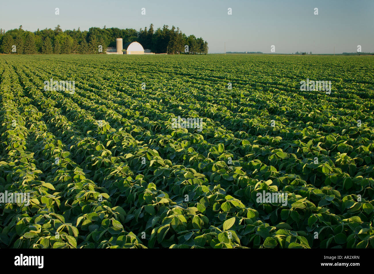 soybean field and farm, Iowa USA Stock Photo Alamy