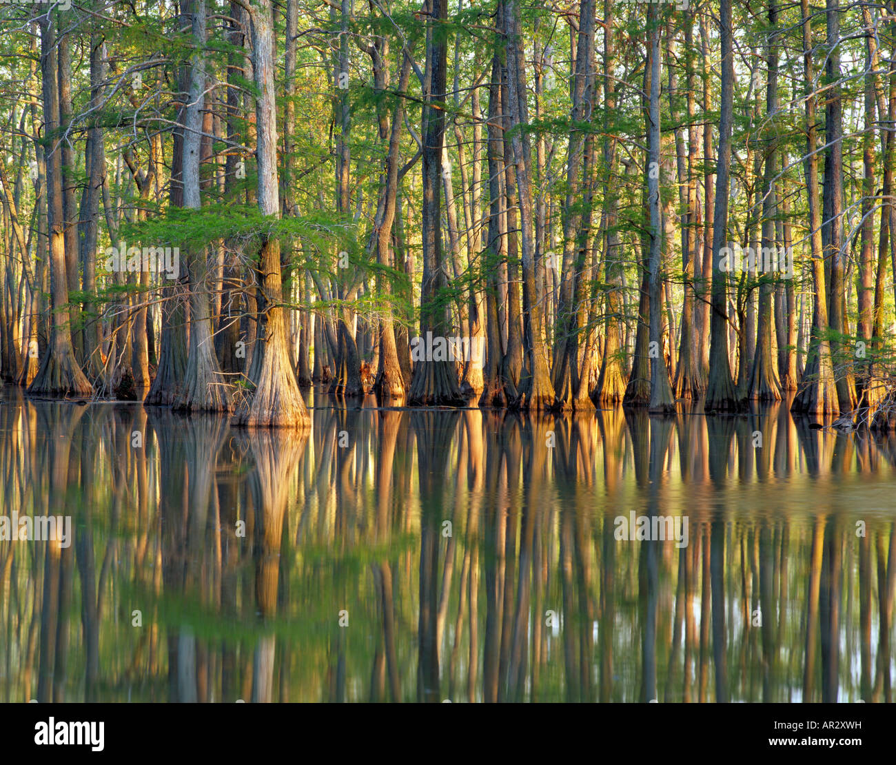 Baldcypress trees in Horseshoe Lake, Horseshoe Lake Conservation Area, Cache River area