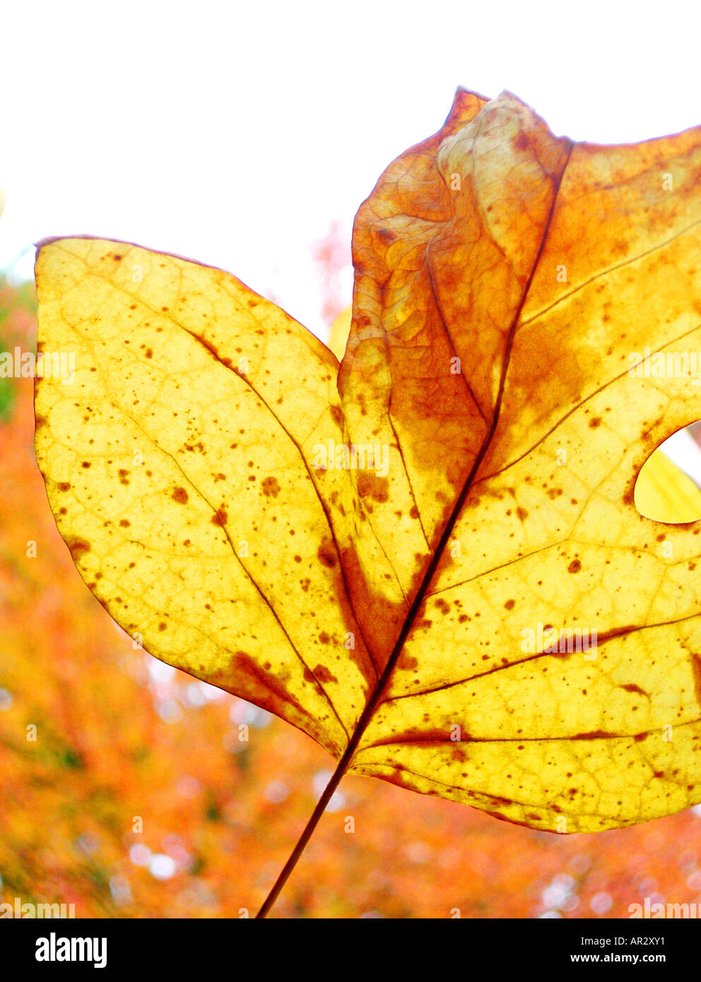 COMMON NAME Autumn leaf Stock Photo Alamy