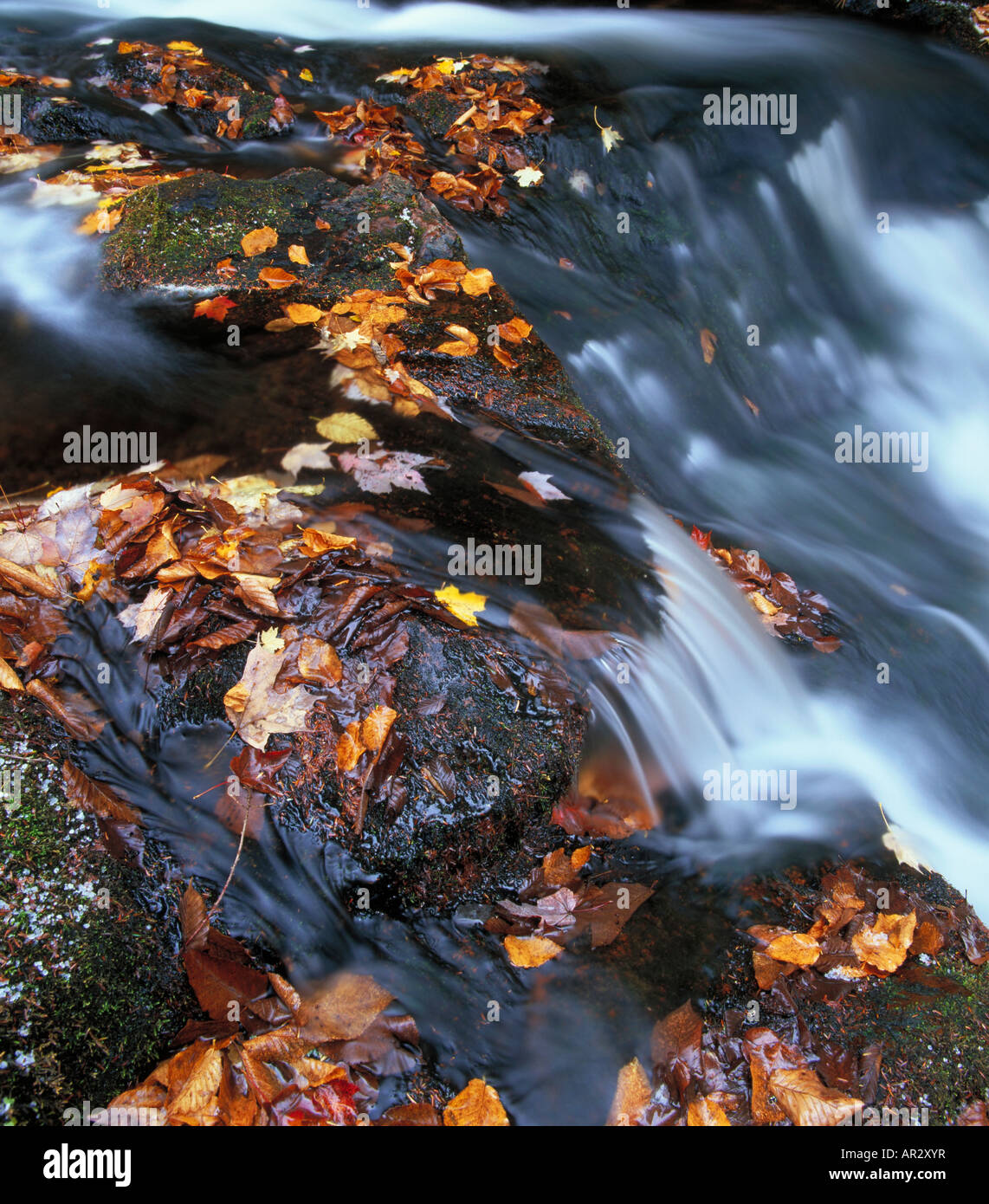 Little Carp River, Porcupine Mountains Wilderness State Park, Upper