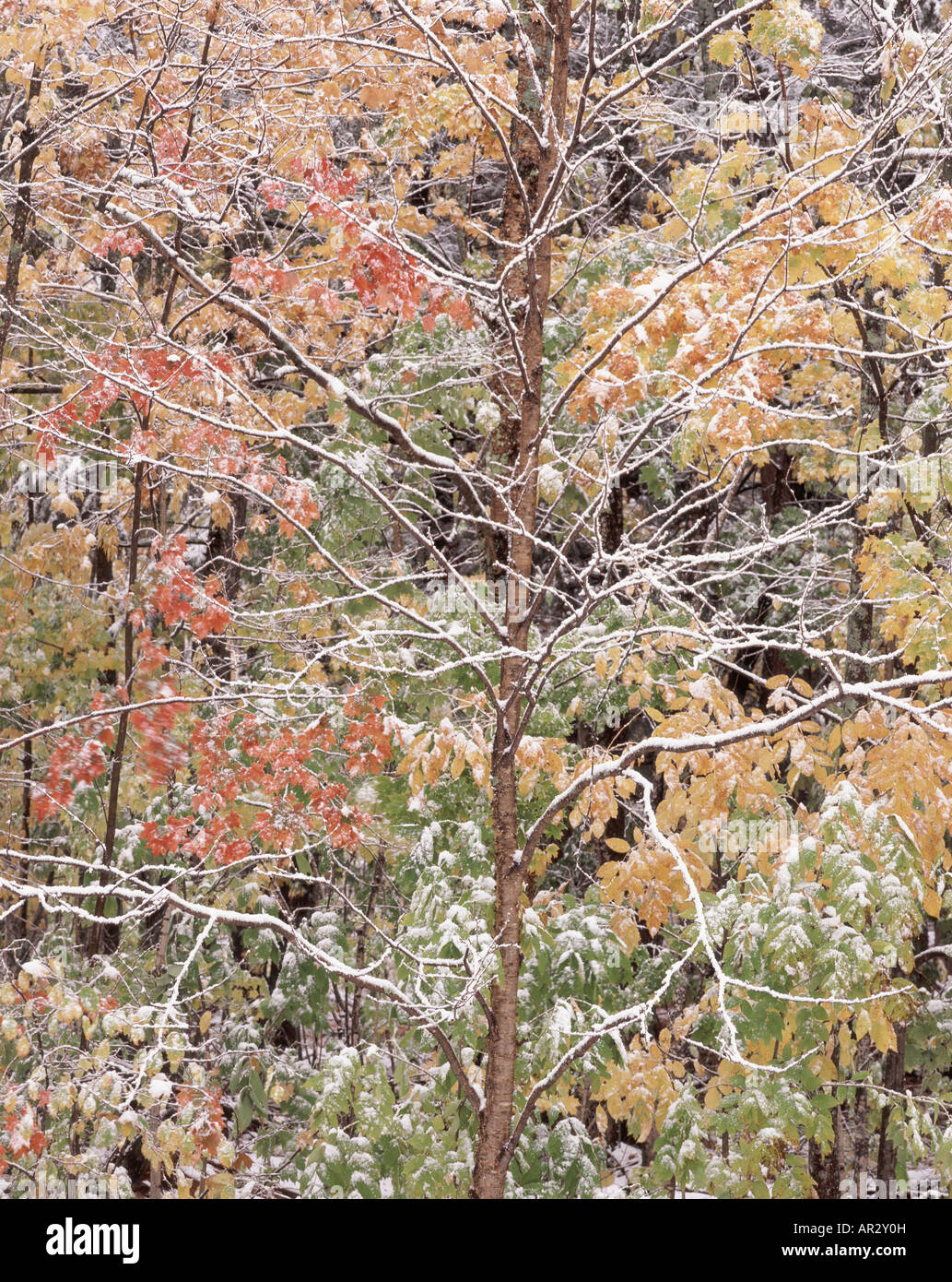 snow on autumn trees, Ottawa National Forest, Upper Peninsula, Michigan USA Stock Photo