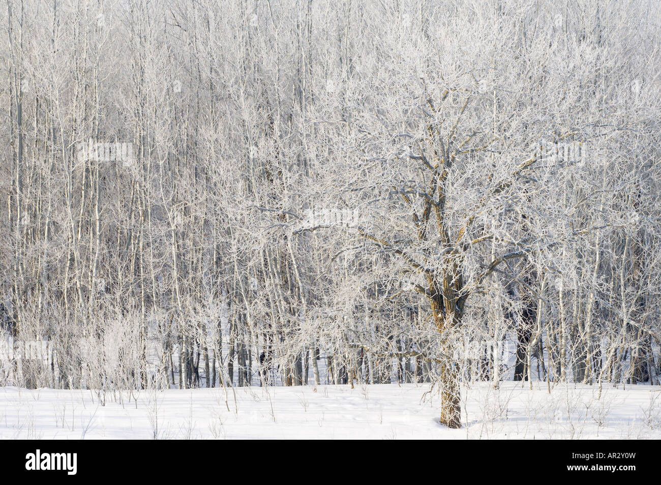 frost covered oak and aspen trees, Fertile Sand Hills, Minnesota USA Stock Photo