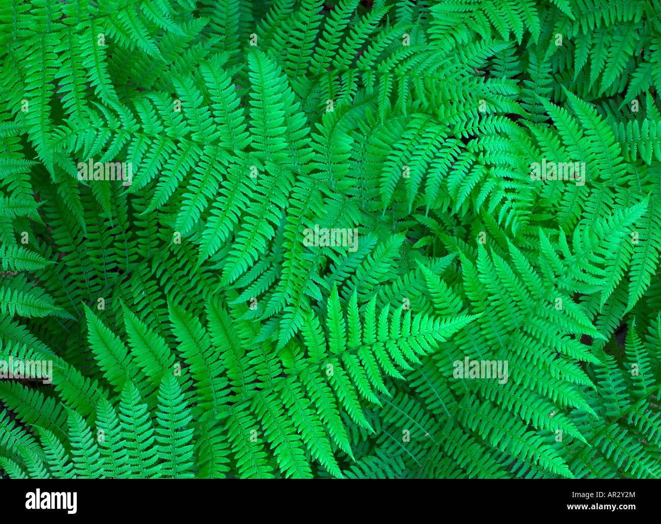 ferns, Savanna Portage State Park, Aitkin County, Minnesota USA Stock Photo