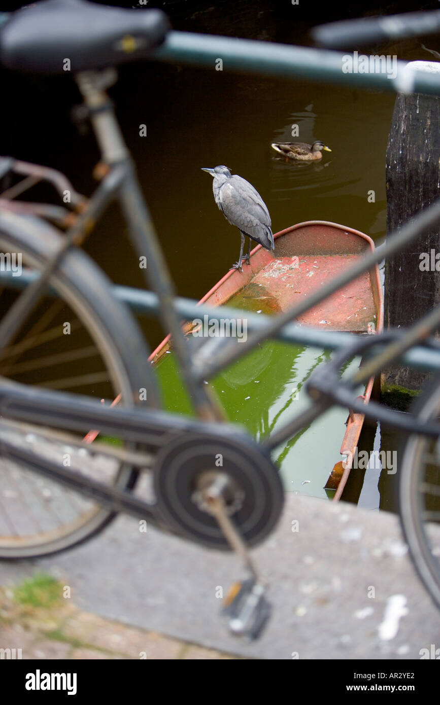HOLLAND AMSTERDAM GREY HERON ARDEA CINEREA STANDING RESTING ON A SINKING ROWING BOAT IN A CANAL WITH A DUCK BEHIND VIEWED THROUGH A BICYCLE Stock Photo