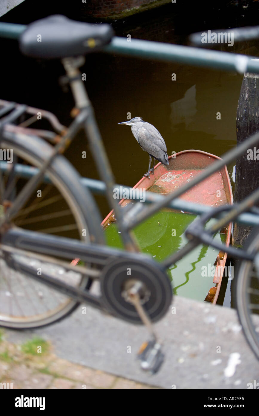 HOLLAND AMSTERDAM GREY HERON ARDEA CINEREA STANDING RESTING ON A SINKING ROWING BOAT IN A CANAL VIEWED THROUGH A BICYCLE Stock Photo