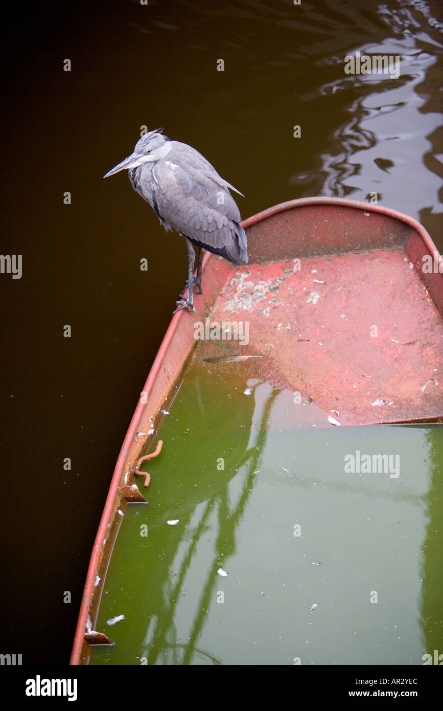 HOLLAND AMSTERDAM GREY HERON ARDEA CINEREA STANDING RESTING ON A SINKING ROWING BOAT IN A CANAL VIEWED FROM ABOVE Stock Photo