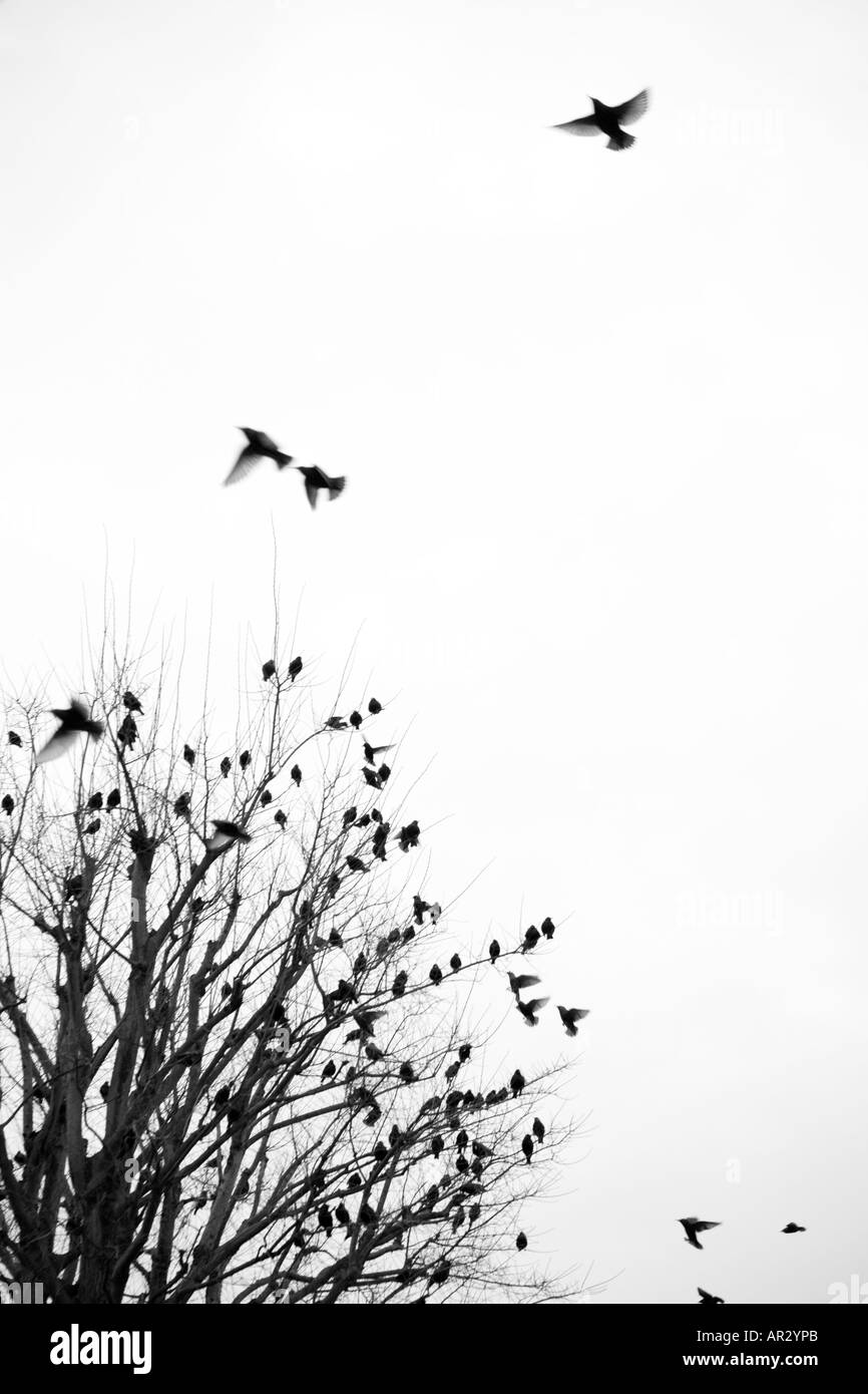 Starlings in flight Stock Photo