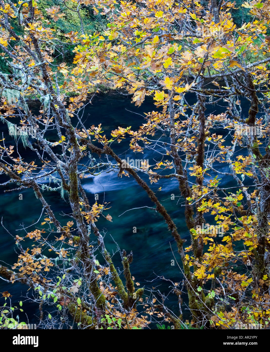 North Umpqua River, Umpqua National Forest, Oregon USA Stock Photo - Alamy