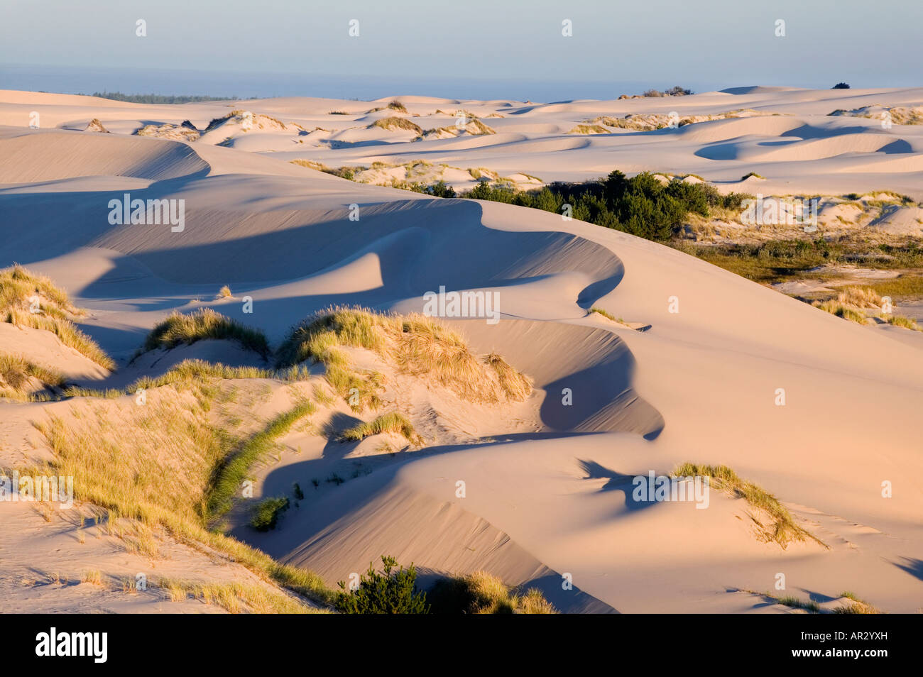 dunes, Oregon Coast, Oregon Dunes National Recreation Area, Siuslaw National Forest, Oregon USA Stock Photo