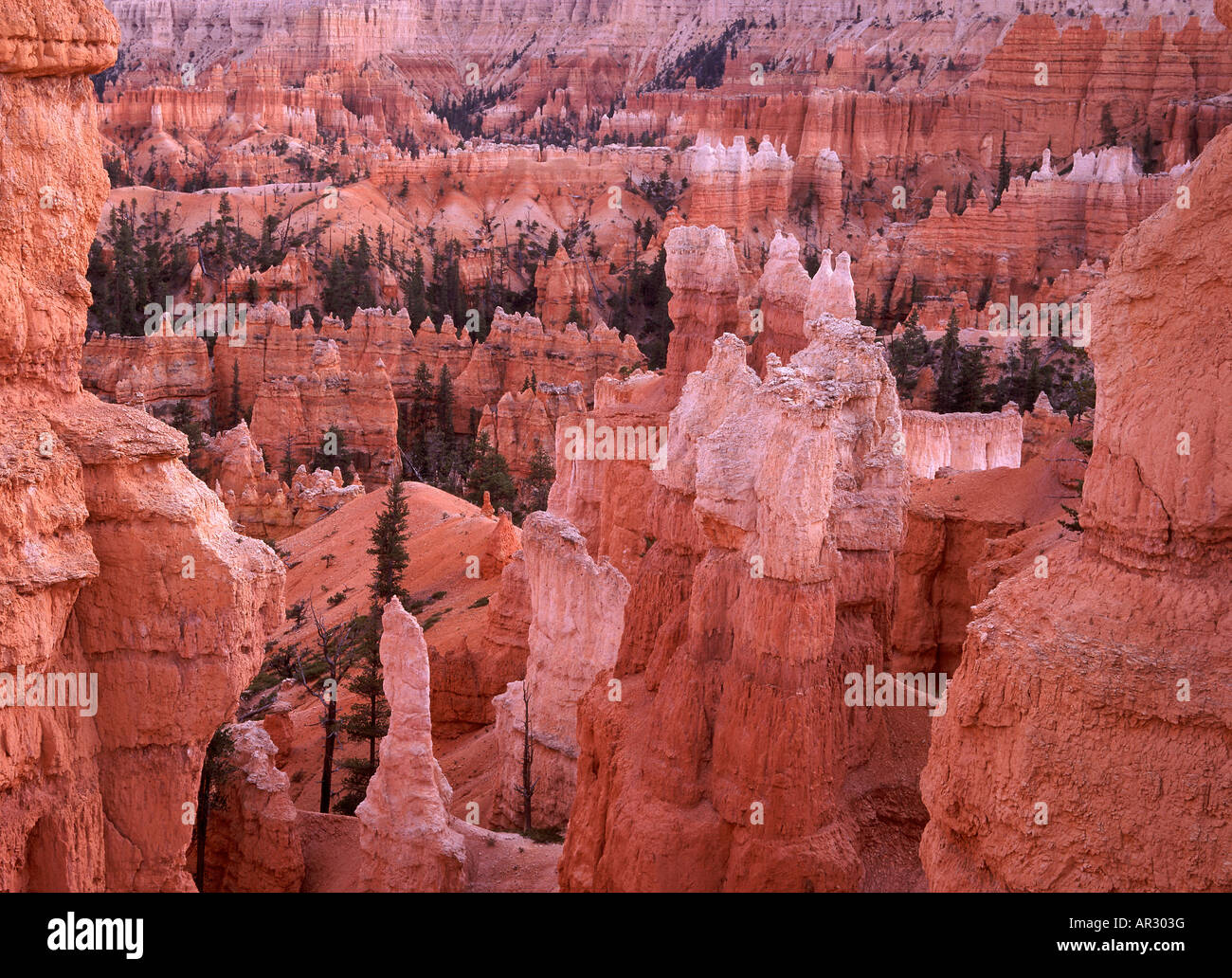 hoodoos along Queens Garden Trail, Bryce Canyon National Park, Utah USA Stock Photo