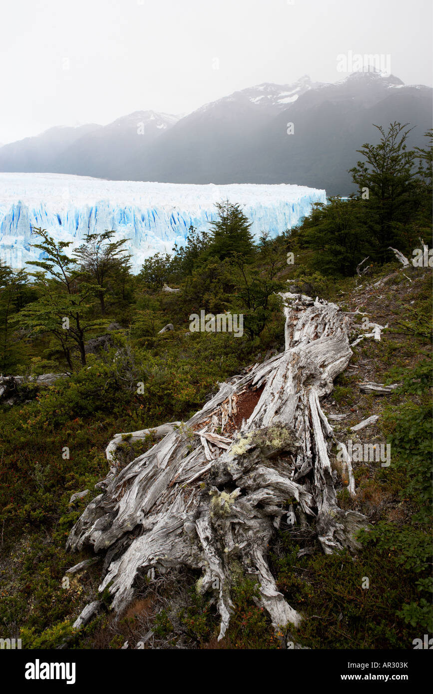 Dead tree lying in scrub land Perito Moreno Glacier in background Parque Nacional in Los Glaciares, Argentina, Patagonia. Stock Photo