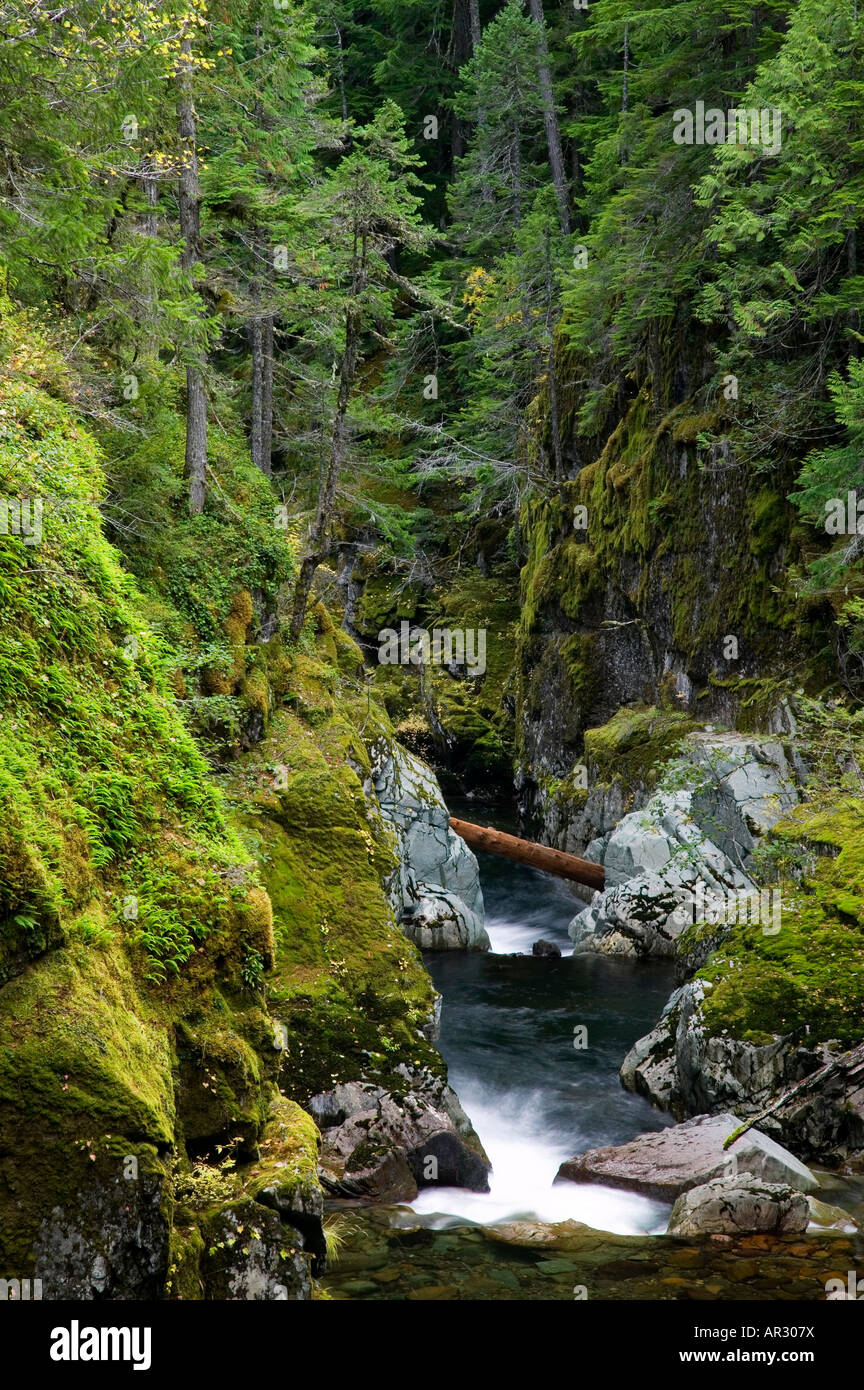 Ohanapecosh River, Mount Rainier National Park, Washington USA Stock