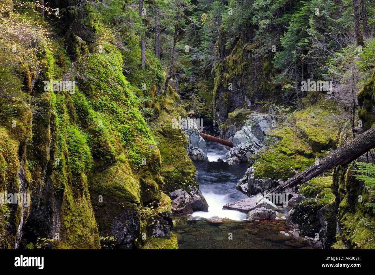 Ohanapecosh River, Mount Rainier National Park, Washington USA Stock