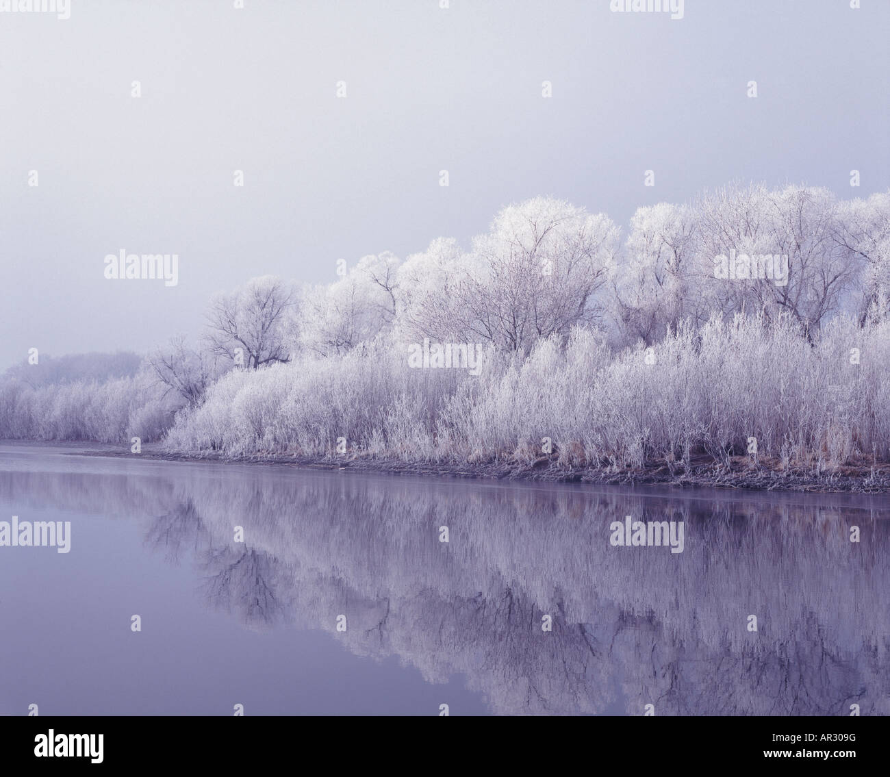 trees covered with hoarfrost and Mississippi River, Upper Mississippi River National Wildlife and Fish Refuge, Wisconsin USA Stock Photo