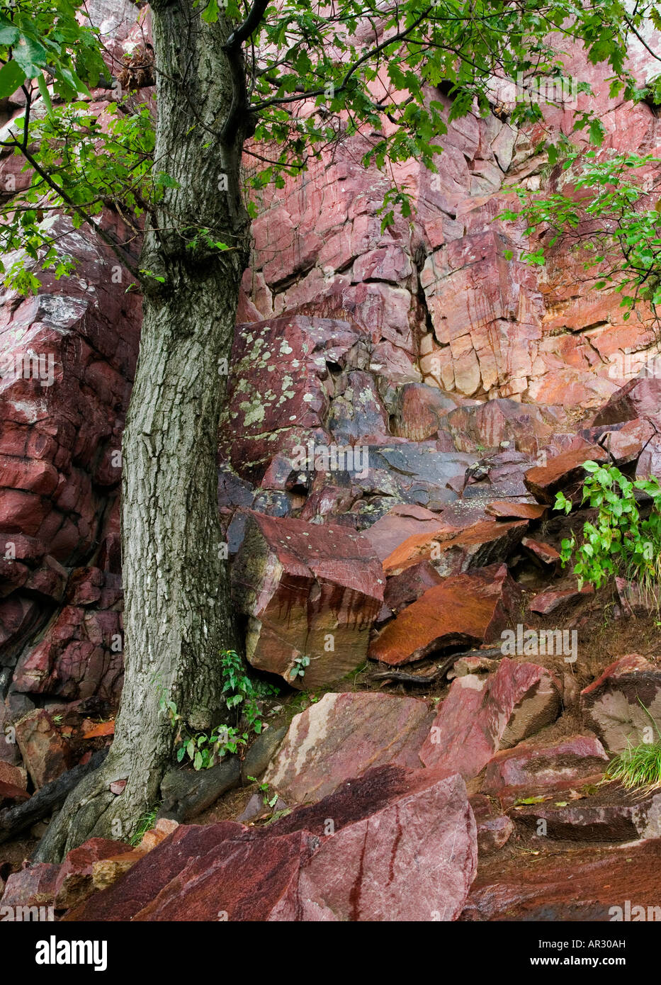 Baraboo quartzite and tree on East Bluff above Devil's Lake, Devil's