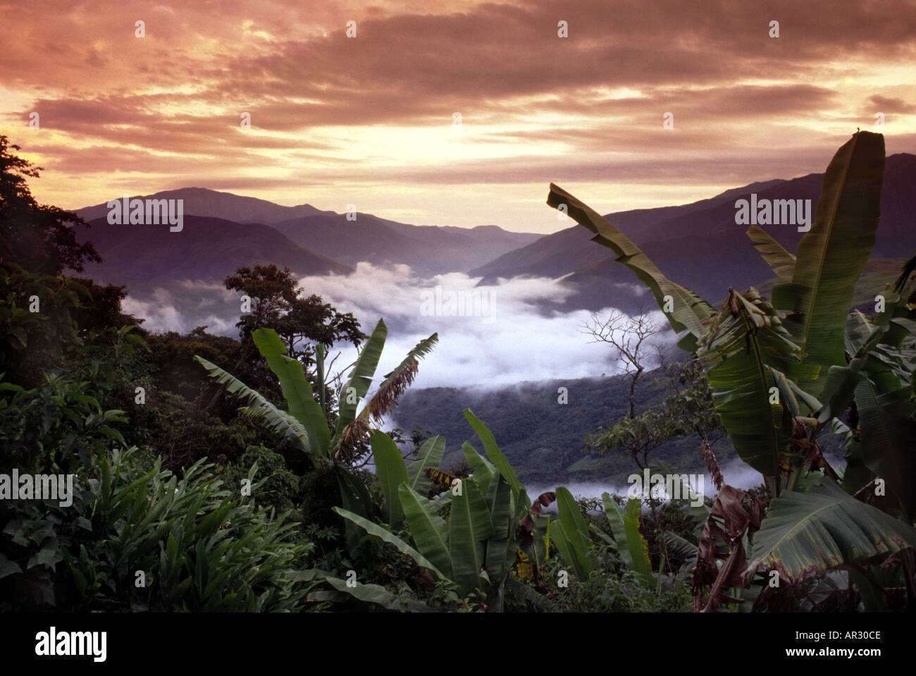 Valley of the yungas hi-res stock photography and images - Alamy